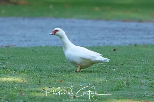 6 March 2025 Christchurch, New Zealand South Island, New Zealand Greylag