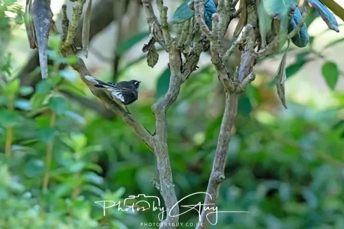 6 March 2025 Christchurch, New Zealand South Island, Silvereye