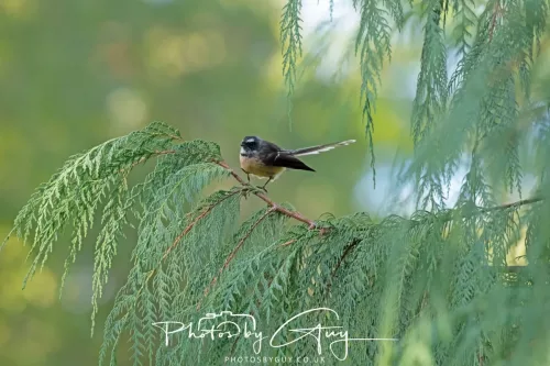 6 March 2025 Christchurch, New Zealand South Island, Fantail