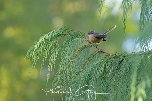 6 March 2025 Christchurch, New Zealand South Island, Fantail