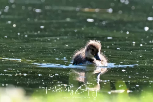 6 March 2025 Christchurch, New Zealand South Island, Juvenile Paradise Shellduck