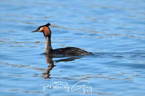 6 March 2025 Christchurch, New Zealand South Island, Great Creasted Grebe