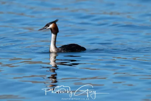 6 March 2025 Christchurch, New Zealand South Island, Great Creasted Grebe