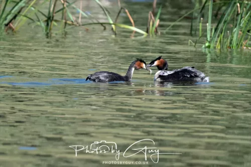 6 March 2025 Christchurch, New Zealand South Island, Great Creasted Grebe