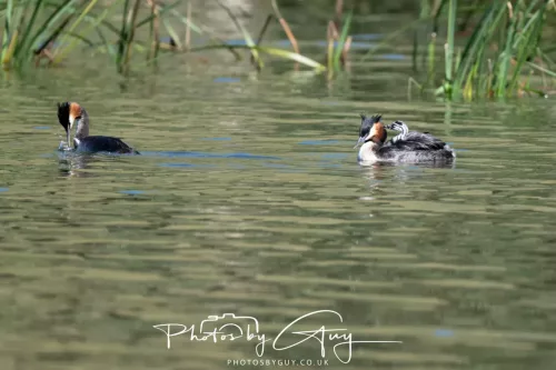 6 March 2025 Christchurch, New Zealand South Island, Great Creasted Grebe