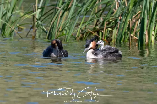 6 March 2025 Christchurch, New Zealand South Island, Great Creasted Grebe