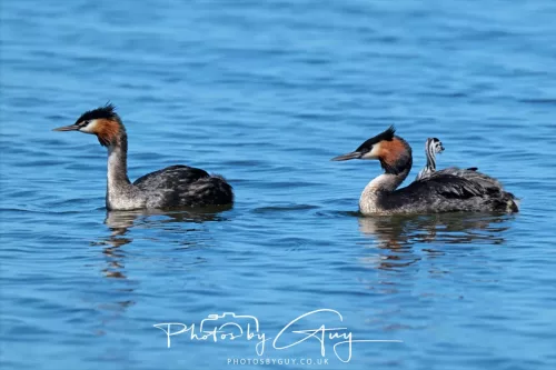 6 March 2025 Christchurch, New Zealand South Island, Great Creasted Grebe