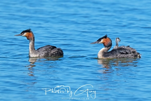 6 March 2025 Great Crested Grebes, Akora, New Zealand South Island