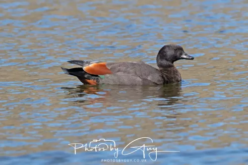 6 March 2025 Christchurch, New Zealand South Island, Paradise SHellduck
