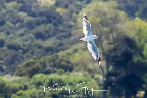 6 March 2025 Christchurch, New Zealand South Island, Royal Northern Albatros