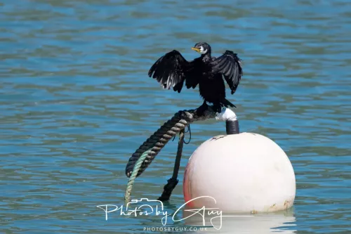 6 March 2025 Christchurch, New Zealand South Island, Black Shag