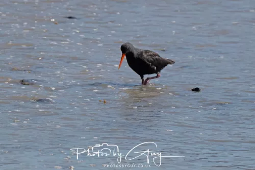 7March 2025 Christchurch, New Zealand South Island, Akora, Oyster Catcher
