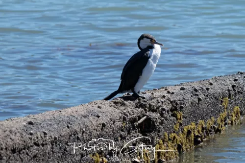 7March 2025 Christchurch, New Zealand South Island, Akora, Pied Cormorant