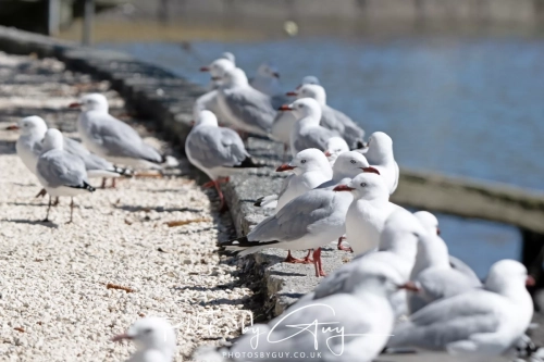 6 March 2025 Red Billed Gulls, Akora, New Zealand South Island