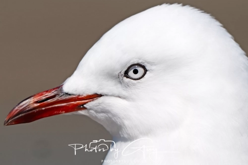 6 March 2025 Red Billed Gull , Akora, New Zealand South Island
