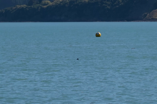 6 March 2025 Hectors Dolphin , Akora, New Zealand South Island