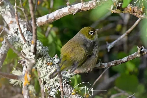 6 March 2025 Christchurch, New Zealand South Island, Hagley Park, Sliver eye