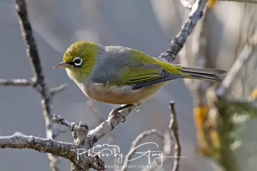 6 March 2025 Christchurch, New Zealand South Island, Hagley Park, Sliver eye