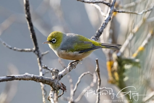 7 March. 2025 : Silver Eye on Alan Beach , South Island, New Zealand