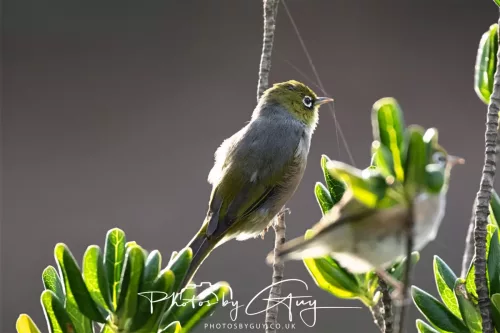 6 March 2025 Christchurch, New Zealand South Island, Hagley Park, Sliver eye