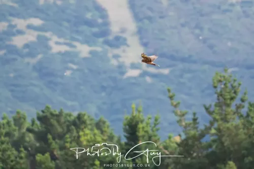 7 March. 2025 Portobello , South Island, New Zealand - New Zealand Marsh Harrier