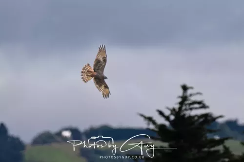 7 March. 2025 Portobello , South Island, New Zealand - New Zealand Marsh Harrier