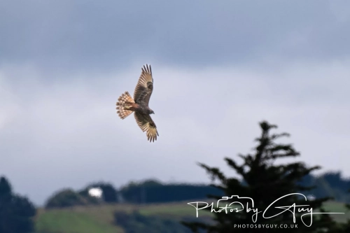 7 March. 2025 : Harris Hawk on Alan Beach , South Island, New Zealand