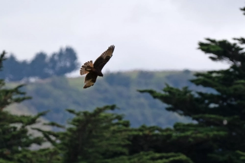 7 March. 2025 : Harris Hawk on Alan Beach , South Island, New Zealand