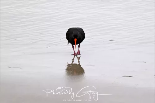 7 March. 2025 Portobello , South Island, New Zealand - New Zealand Sooty Oyster Catcher