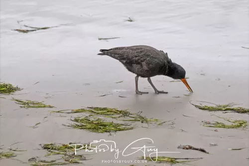 7 March. 2025 Portobello , South Island, New Zealand - New Zealand Sooty Oyster Catcher