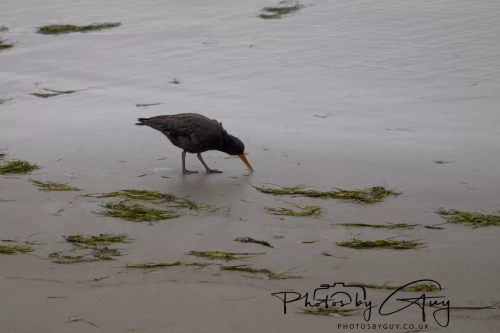 7 March. 2025 : Sooty Oyster catcher on Alan Beach , South Island, New Zealand