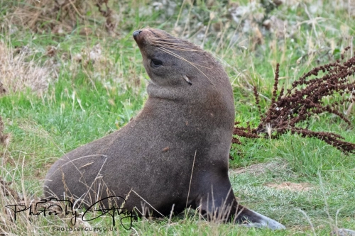 7 March. 2025 : Sea lion on Alan Beach , South Island, New Zealand