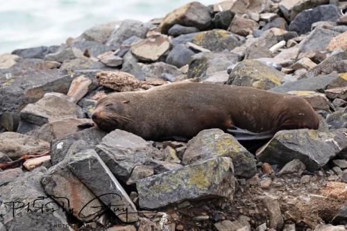 7 March. 2025 : Sea lion on Alan Beach , South Island, New Zealand