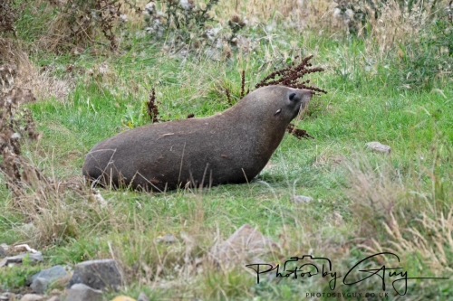 7 March. 2025 : Sea lion on Alan Beach , South Island, New Zealand