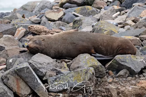 7 March. 2025 Alan Beach, Portobello , South Island, New Zealand - Sea Lion