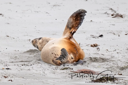 7 March. 2025 : Sea lion on Alan Beach , South Island, New Zealand