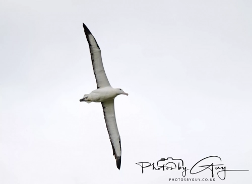 7 March. 2025 :Royal Albatross, South Island, New Zealand