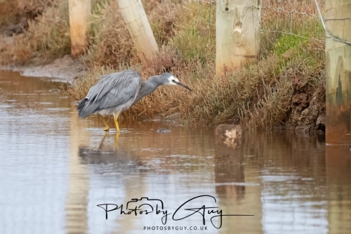 7 March. 2025 : White faced heron, South Island, New Zealand
