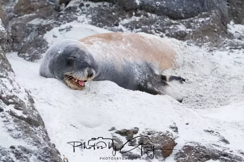 7 March. 2025 Alan Beach, Portobello , South Island, New Zealand - Sea Lion