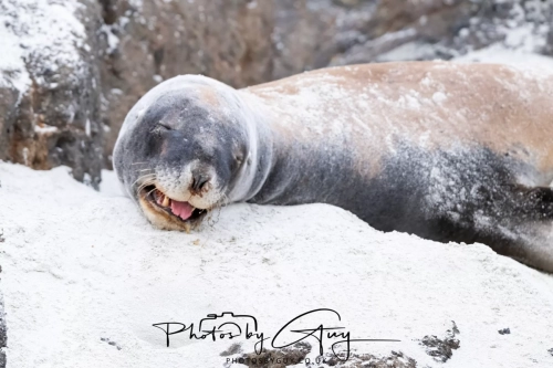 7 March. 2025 : Sea lion on Alan Beach , South Island, New Zealand
