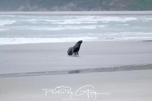7 March. 2025 Alan Beach, Portobello , South Island, New Zealand - Male Sea Lion