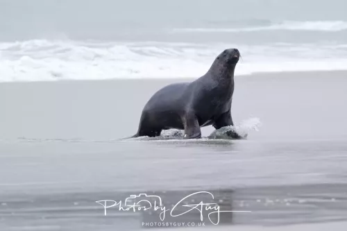 7 March. 2025 Alan Beach, Portobello , South Island, New Zealand - Sea Lion