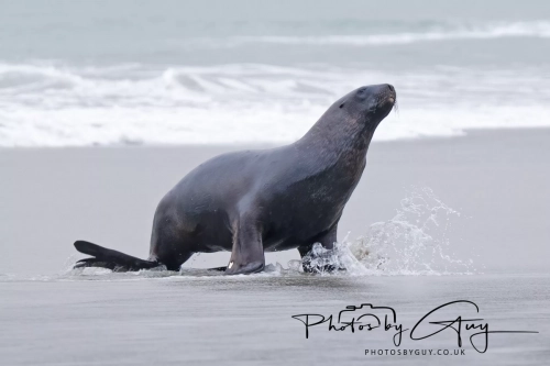 7 March. 2025 : Sea lion on Alan Beach , South Island, New Zealand