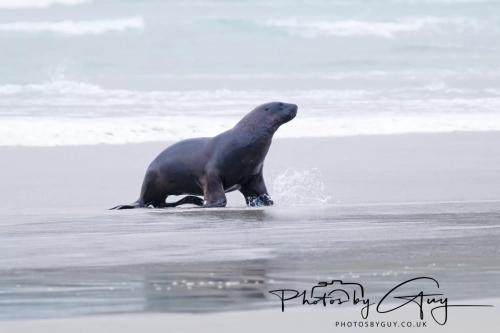 7 March. 2025 : Sea lion on Alan Beach , South Island, New Zealand
