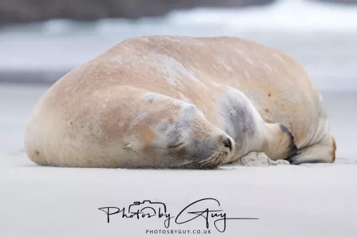 7 March. 2025 Alan Beach, Portobello , South Island, New Zealand - Sea Lion