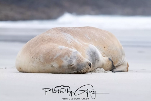 7 March. 2025 : Sea lion on Alan Beach , South Island, New Zealand