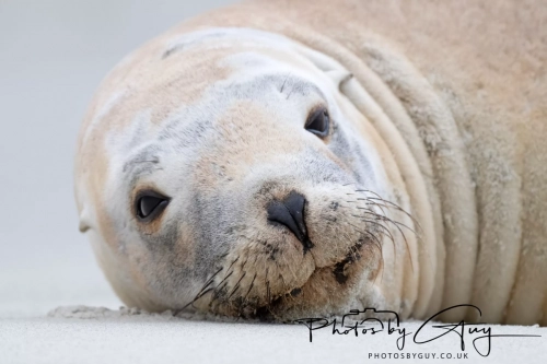 7 March. 2025 : Sea lion on Alan Beach , South Island, New Zealand