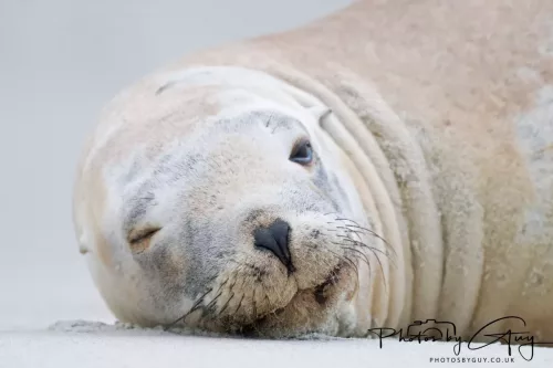 7 March. 2025 Alan Beach, Portobello , South Island, New Zealand - Sea Lion