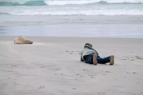 7 March. 2025 Alan Beach, Portobello , South Island, New Zealand - Sea Lion