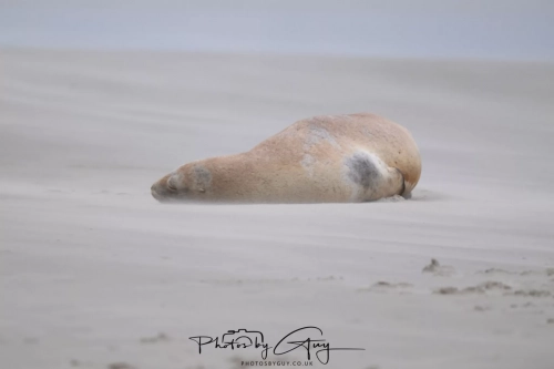 7 March. 2025 : Sea lion on Alan Beach , South Island, New Zealand